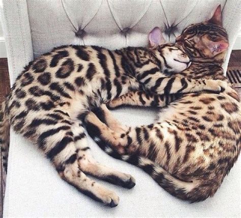 Beautiful Bengals 22nd February 2016 We Love Cats And Kittens