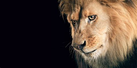 High Quality Background Images Lion Lion Wallpapers Wallpaper Cave