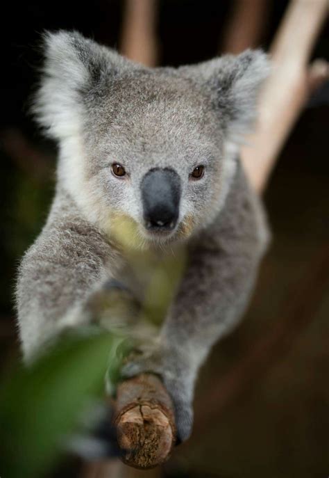 Pin By Diana ☮💜 On Koalas Cute Funny Animals Koala Bear Baby Animals