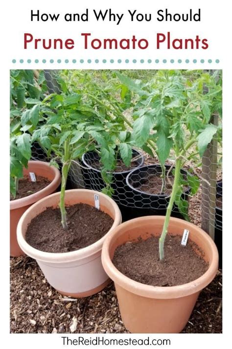 How And Why You Should Prune Tomato Plants Tomato Seedlings Tomato