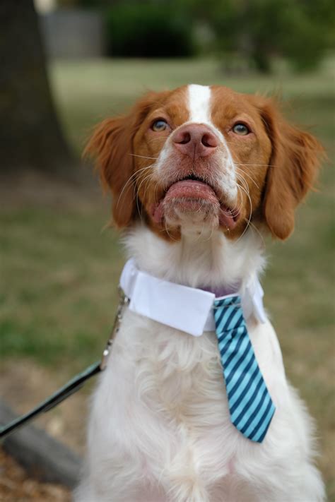 Psbattle A Dog Wearing A Tie While Looking At The Sky Rphotoshopbattles