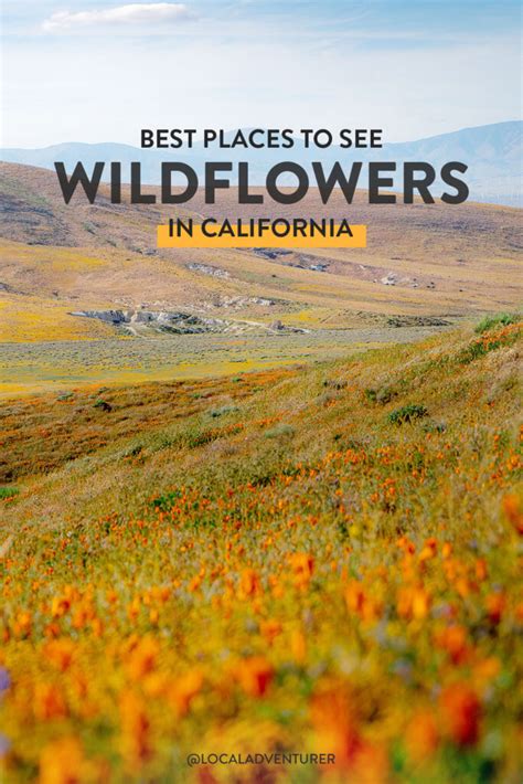 These colorful flowers (think pinks, yellows, oranges, reds, and whites) will look stunning as part of your landscape or cut and arranged in vases. 11 Beautiful California Flower Fields You Must Visit This ...