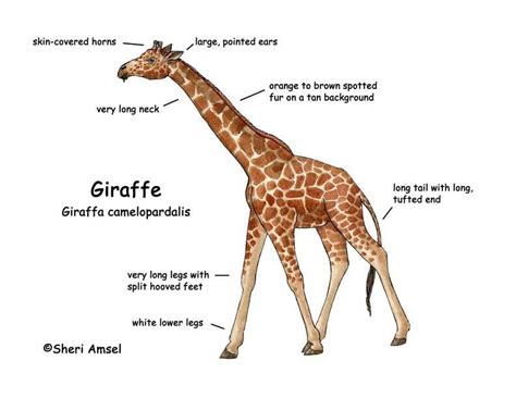 Facts About Giraffe Likweti