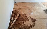 Termite Damage Wood Images