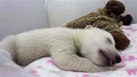 Sleeping Polar Bear Cub Captures Hearts