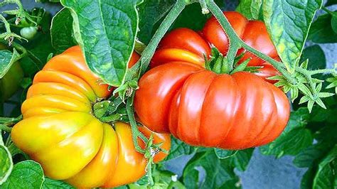 10 Amazing Tomato Varieties You Can Try Growing Gardening Tips Youtube