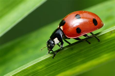 Ladybird Beetle The Mick Galleries Digital Photography Review