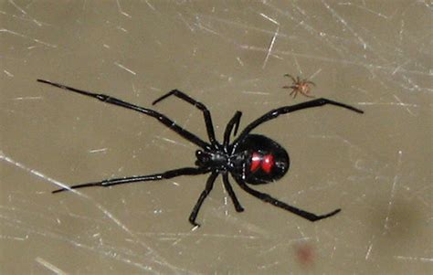 Anyone else hear 'black little baby?' i mean, i know it's black widow baby but i can't help but hear black little baby. Real Spiders at Skyrim Nexus - Mods and Community