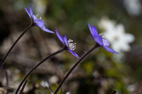 Free Download Hd Wallpaper Hepatica Spring Flower Blue Flowering
