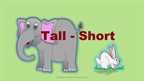 Learn Tall Short Long Short Concept For Kids Youtube