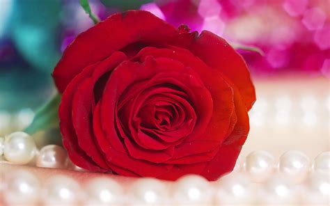 Red Rose 5 Wallpapers Hd Wallpapers Id 5524
