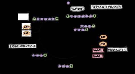 Everything You Need To Know About The Calvin Cycle Biology Junction
