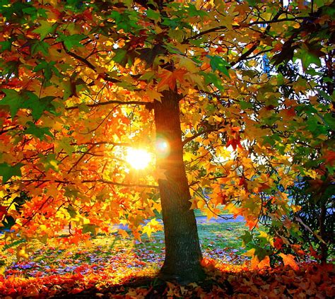 1920x1080px 1080p Free Download Autumn Leaves Nature Park Sunrise