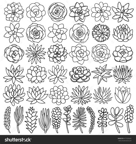 Hand Drawn Line Succulent Plant Isolated On White Background Vector