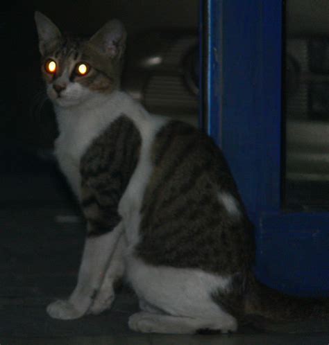 Ever Wonder Why Your Cats Eyes Glow In Pictures