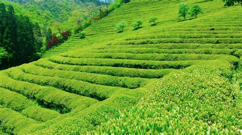 Age, name, username fields are returned from the schema using the fields method. Korea Destinations: Boseong Green Tea Festival Runs This Week in Jeollanam-do