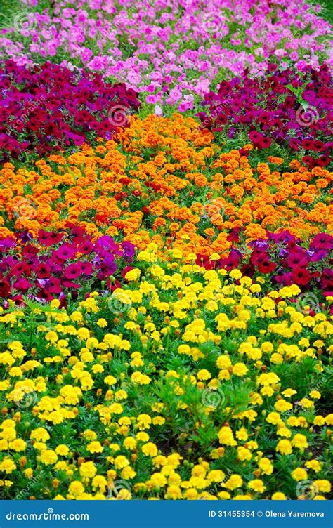 Multicolored Flowers Stock Photo Image Of Yellow Grass 31455354