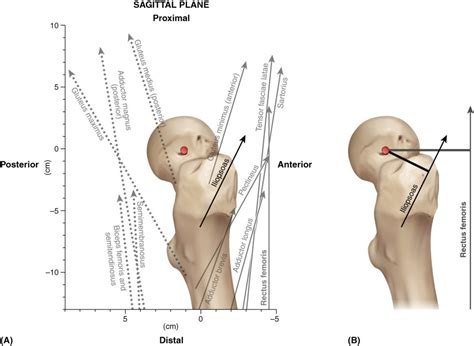 Psoas Major Function Hip Joint Actions Sagittal Plane