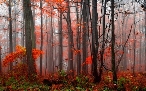 Forests Autumn Trees Fog Nature Wallpapers And Photos 353574