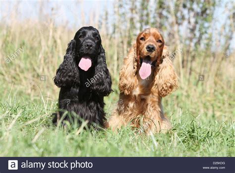 However, white spaniels are not used in the show ring. Dog English Cocker Spaniel two adults different colors ...