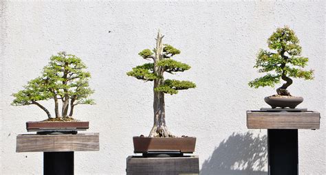 How To Take Care Of Bonsai Tree With 6 Steps Sumo Gardener