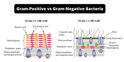 Difference Between Gram Positive And Negative Bacteria Gram Negative