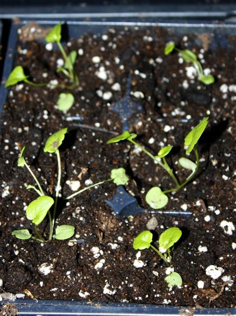• seedling dibber & widger included. How to Transplant Seedlings | HS Blog