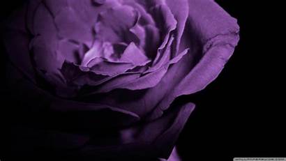 Rose Purple Wallpapers Flowers Shade Desktop Roses
