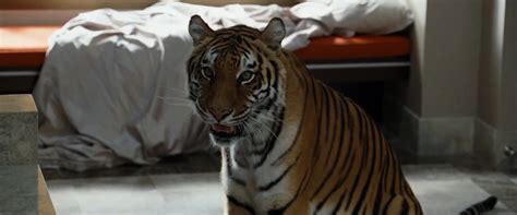 Is Mike Tysons Tiger Real Or Fake In The Hangover