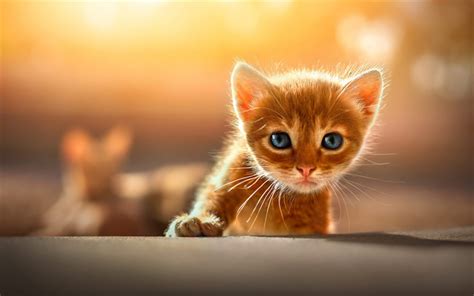 Download Wallpapers Ginger Kitten Small Cat With Blue Eyes Cute