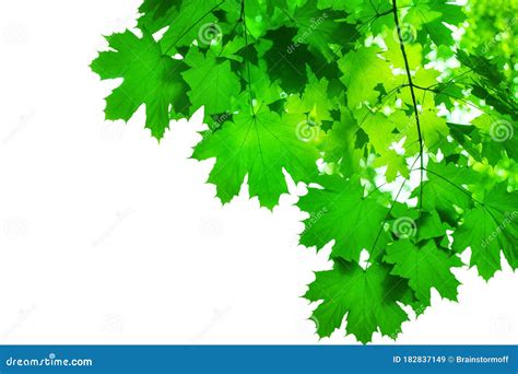 Green Maple Tree Leaves On White Background Isolated Closeup Maple