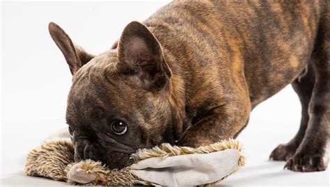 The french bulldog is small in size, and the teacup kind is not a variety but involves extremely miniature dogs which have been downsized to create an attractive, adorable breed. French Bulldog Growth Chart | When Do French Bulldogs Stop ...