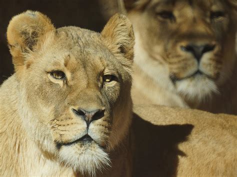 Lions Photograph By Ernie Echols