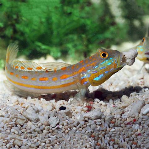 Orange Spot Goby Diamond Fast Professional Service Abyss Aquatics