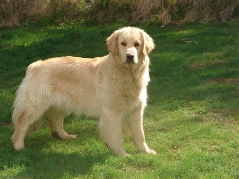 Anjing Golden Retriever
