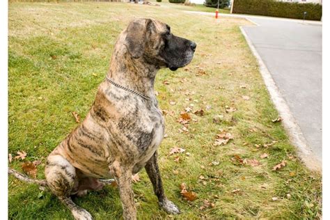 Brindle Great Dane: A Guide To This Beautiful Coat! - Great Dane Care