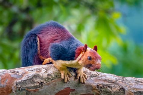Amazing Giant Multicolored Squirrels Caught On Camera Become Internet