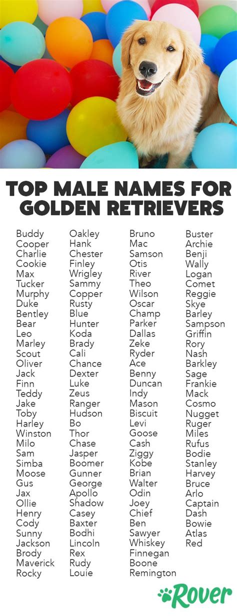 The 138 Most Popular Golden Retriever Names Golden Retriever Names