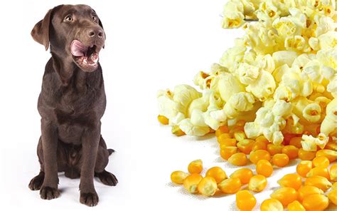 Can Dogs Eat Popcorn A Complete Guide To Safe Sharing