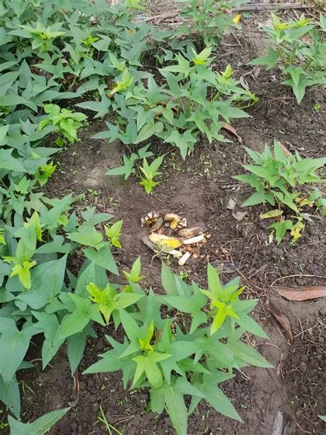 Kulit Pisang Bagus Untuk Pokok Keledek Sarat Berisi ...