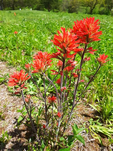 4k and hd video ready for any nle immediately. Indian Paintbrush (Castilleja coccinea) | Heartland Seed ...