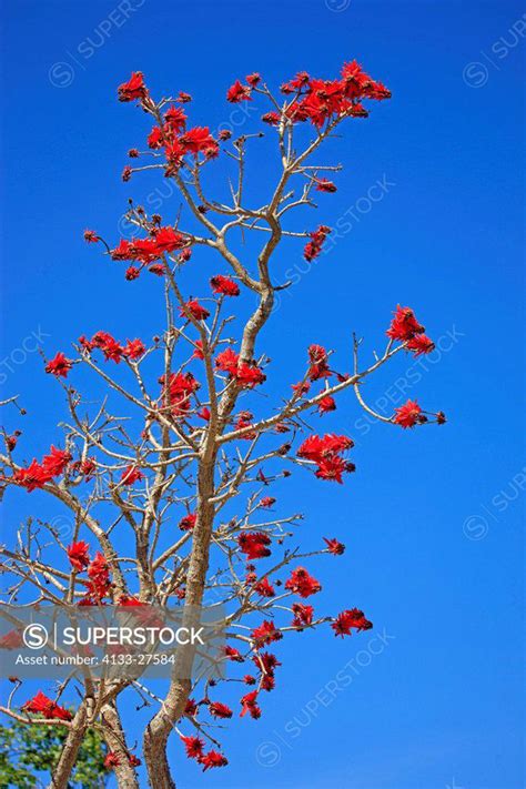 Naked Coral Tree Erythrina Coralloides Western Cape South Africa Africa Tree Blooming Superstock