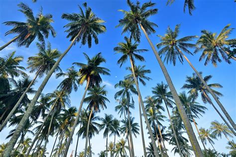Find the perfect coconut tree stock photo. Free photo: Coconut tree - Bunch, Coconut, Coconuts - Free ...