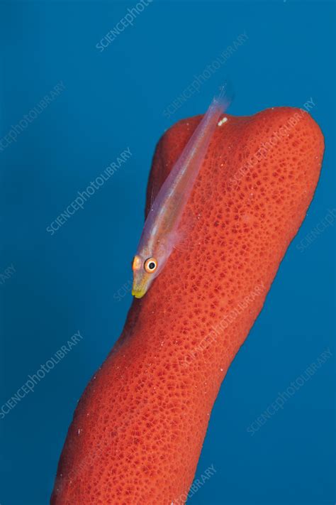 Ghost Goby On Sea Sponge Stock Image C0471452 Science Photo Library