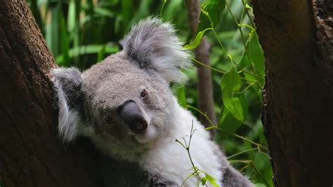 Cute And Funny Koala Bear Yawning 4k Close Up Video Stock Footage Video 7494628 Shutterstock