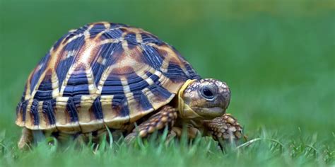 Do Tortoises Make Good Pets Read Experts Guide And Reviews
