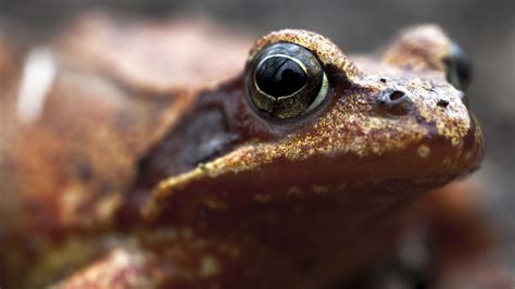 Scientists Look For New Drugs In Skin Of Russian Frog Shots Health