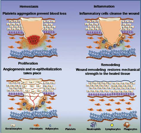 Pictorial Representation Of The Phases Of Wound Healing Download