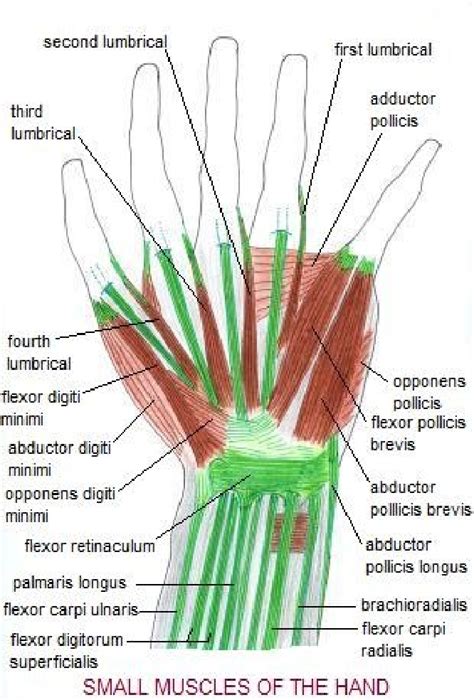 Extrinsic Muscles Of The Hand Right Hand Palmar View Webliography 3