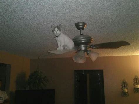 Cat On Ceiling Fan By Emperor Ryuma On Deviantart